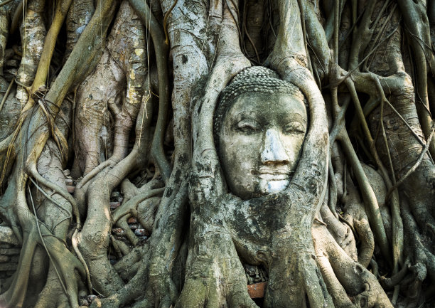 banyan
