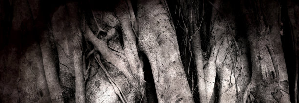 banyan
