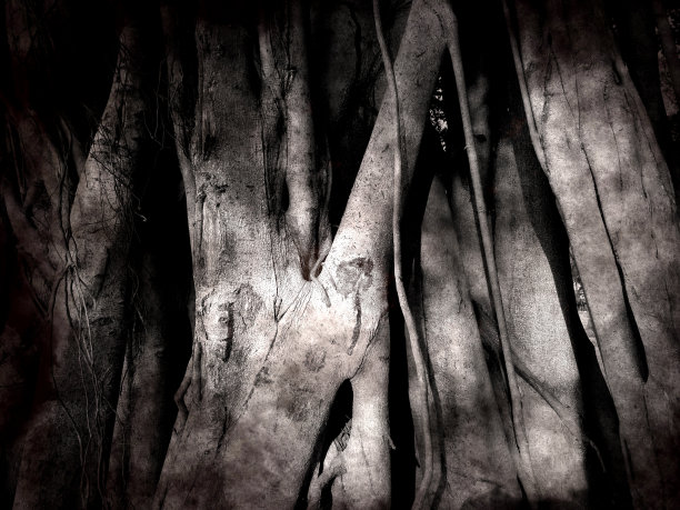 banyan