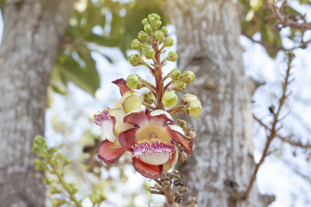 热带森林中的花朵，泰国