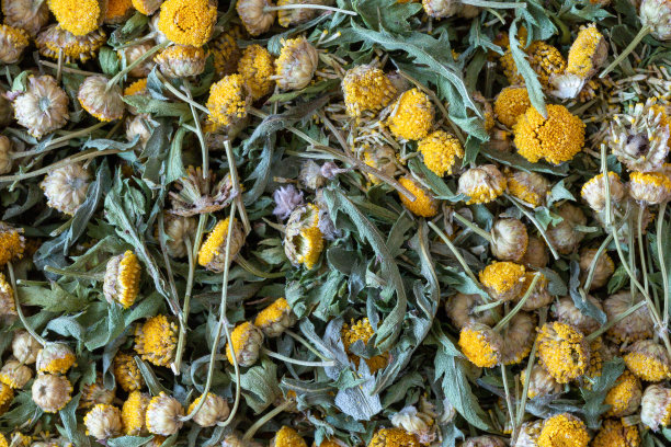 tanacetum