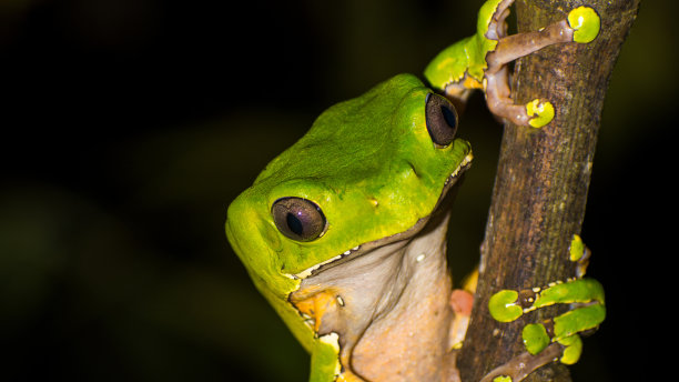 dendrobates