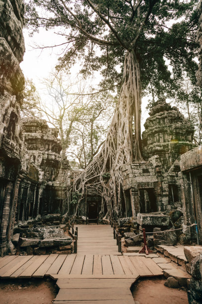 banyan