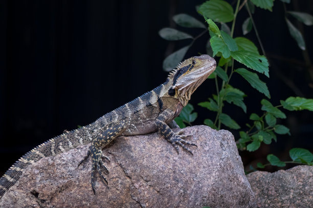 physignathus