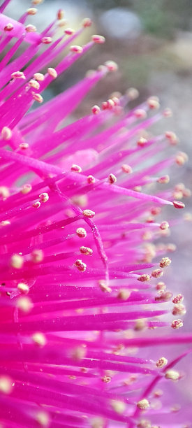 stamens