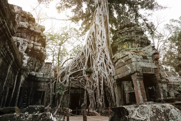 banyan