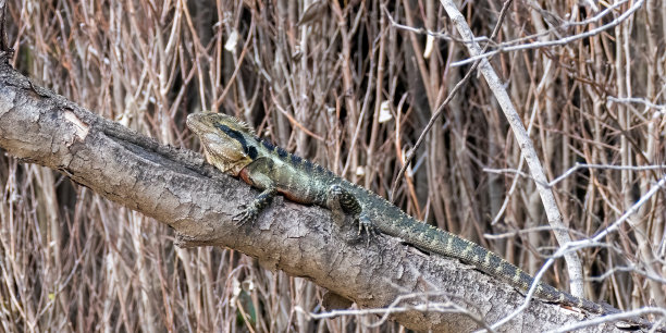 physignathus