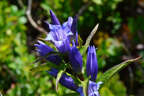 gentian