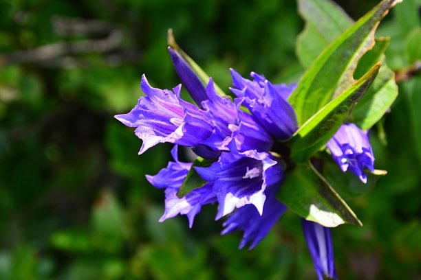gentian