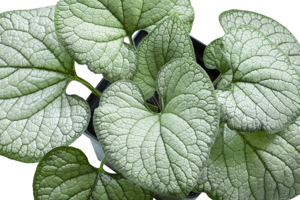 brunnera
