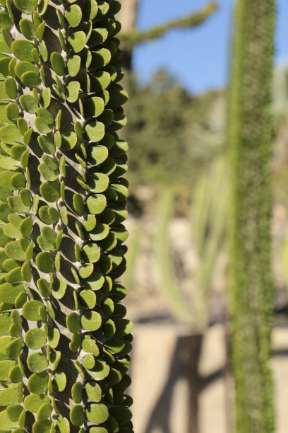 ocotillo