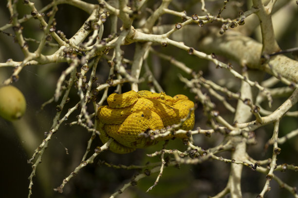 atheris