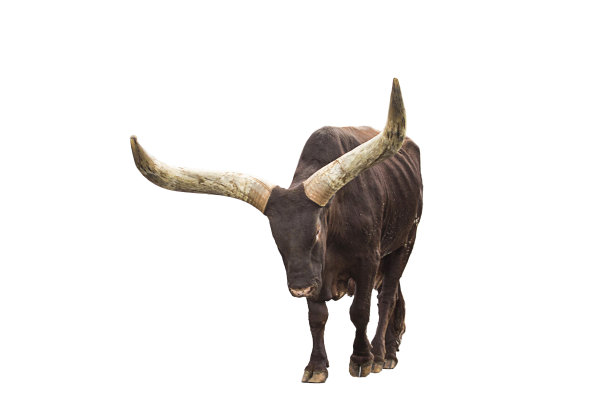 horned