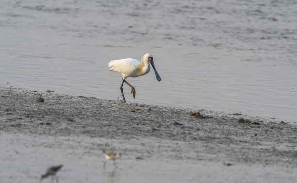 spoonbill