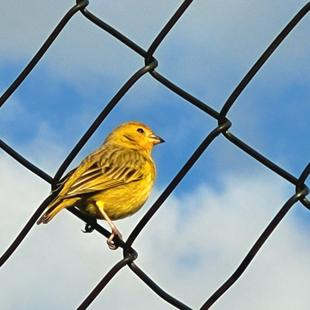 canary