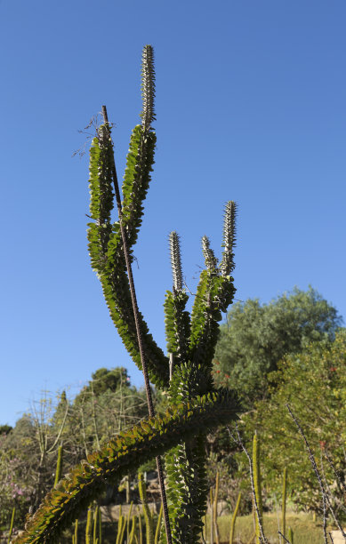 ocotillo