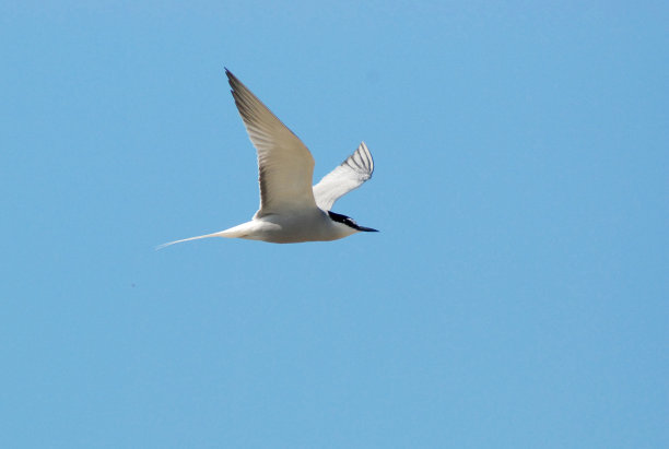 小tern