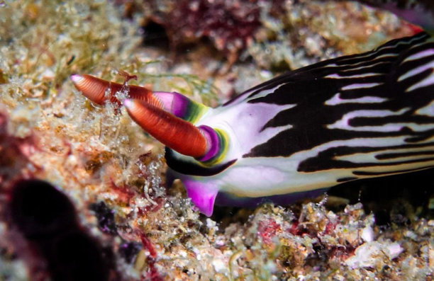 mollusk