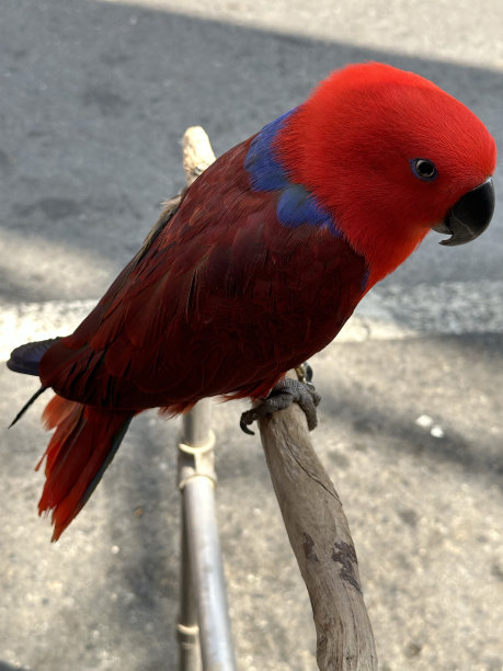 eclectus