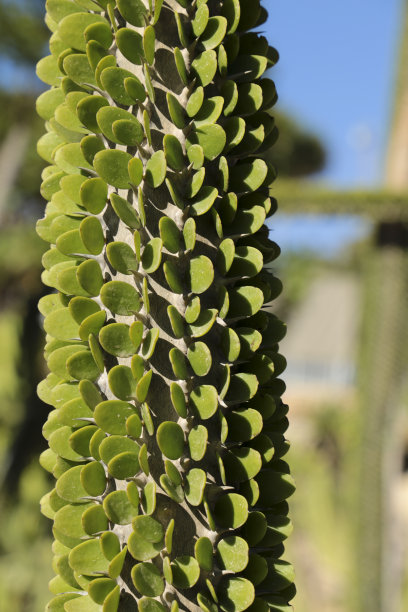 ocotillo