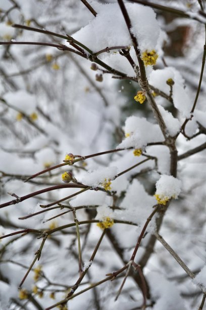 雪中蜡梅