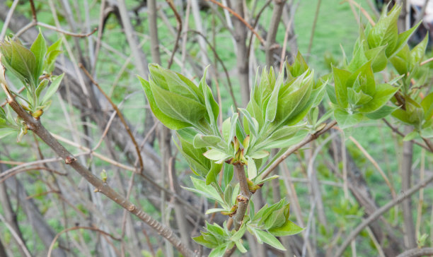 twig