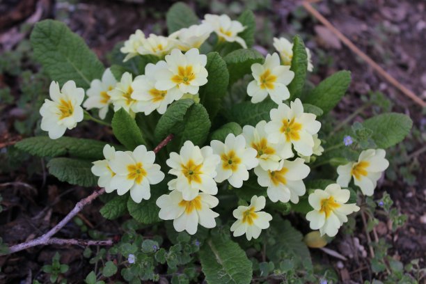 primula