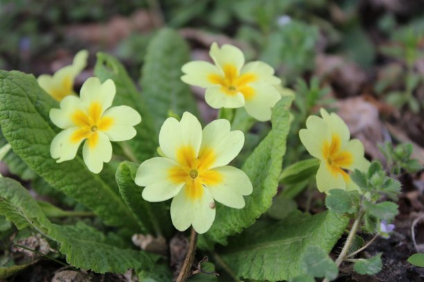 primula
