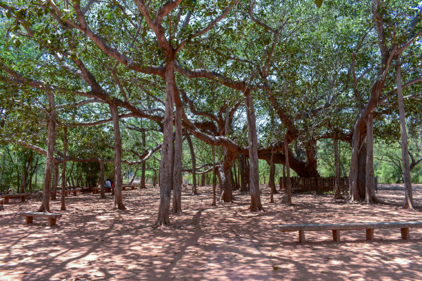 banyan