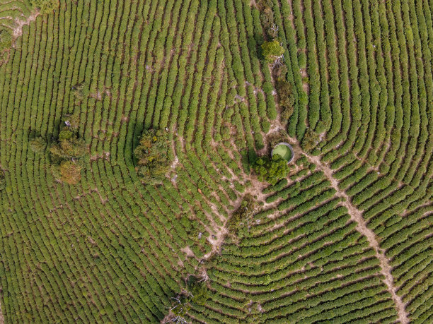 茶树线稿