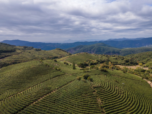 茶树线稿