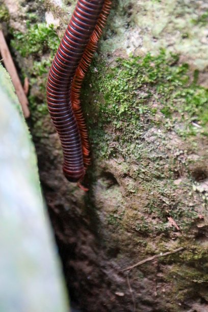 millipede