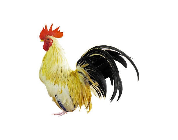 cock
