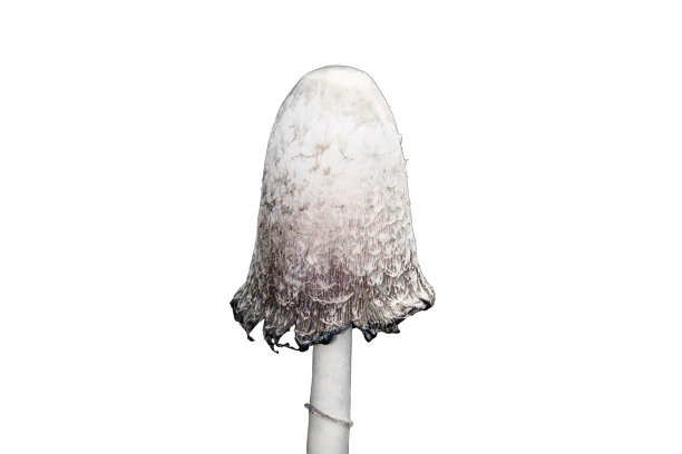 coprinus