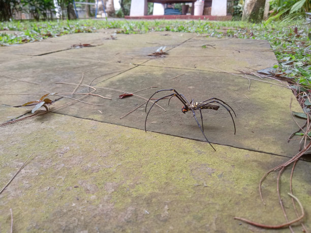 arachnid