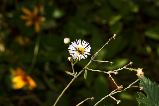 pyrethrum