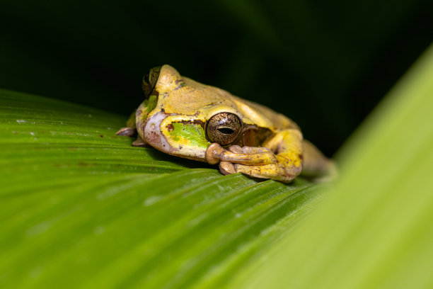dendrobates