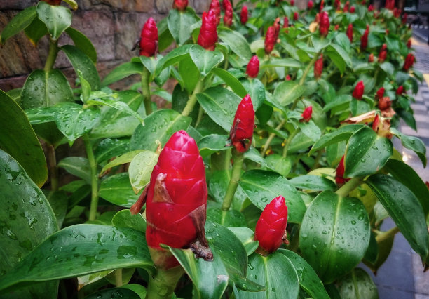 costus