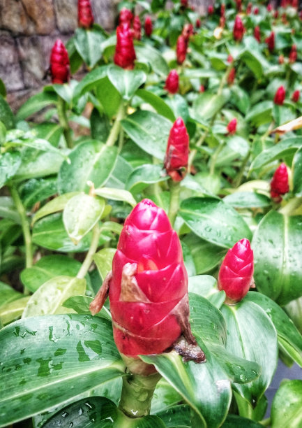 costus