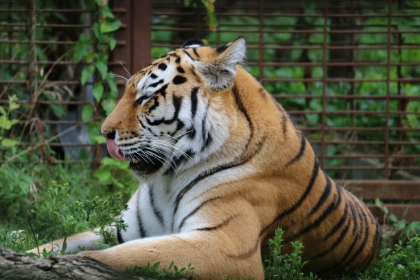 panthera