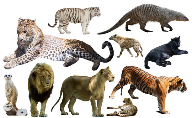 panthera