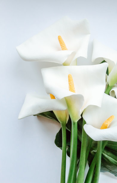 zantedeschia