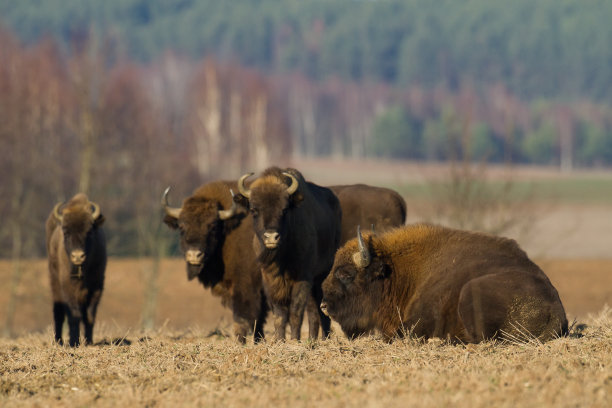 bison