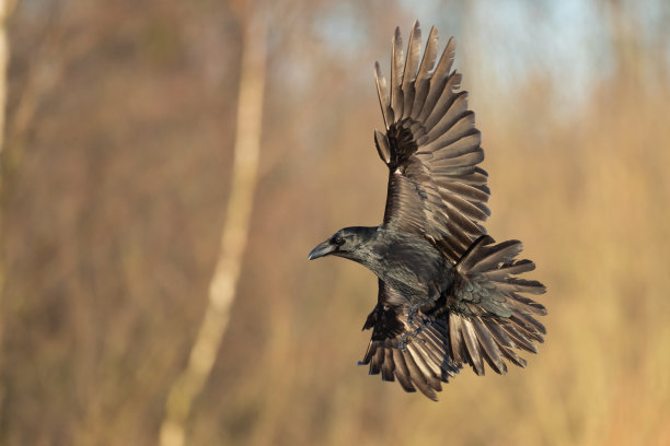 raven