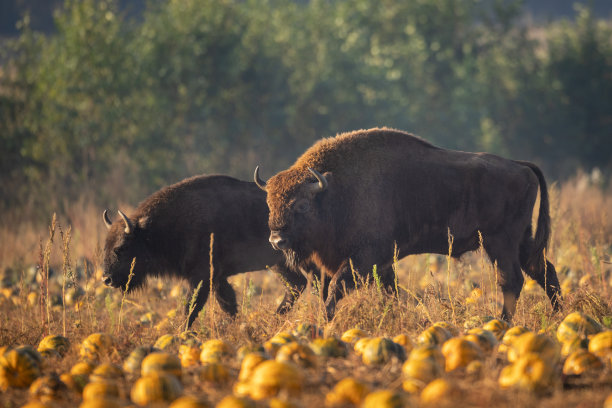 bison