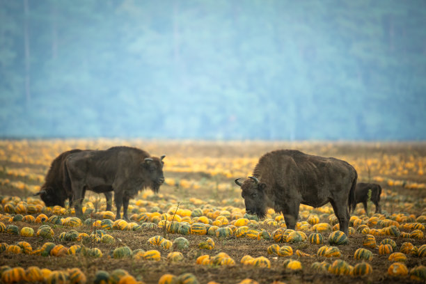 bison