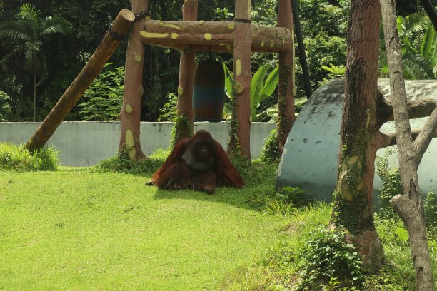 pongo