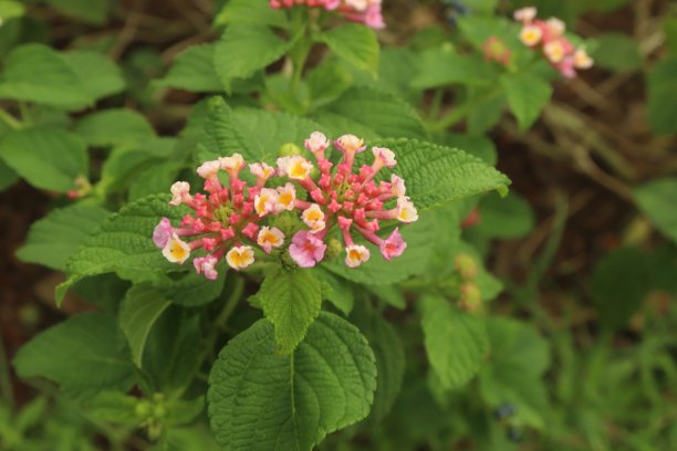 lantana