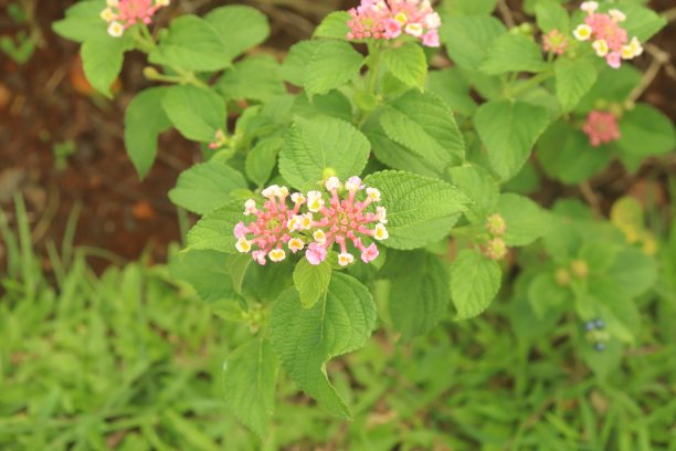 lantana