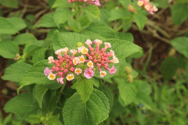lantana